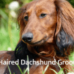Long Haired Dachshund Grooming
