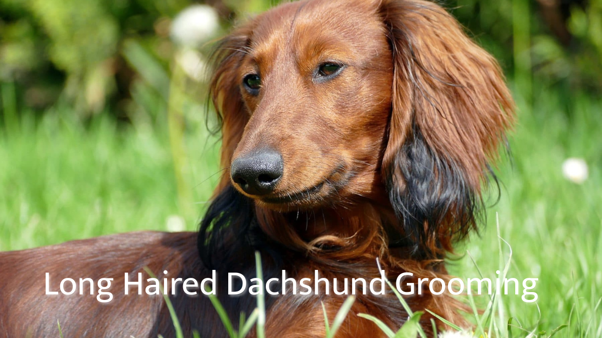 Long Haired Dachshund Grooming